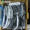 Frozen Pacific Saury  High Quality from China